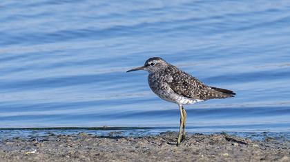 Orman düdükçünü