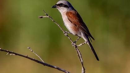 Kızılsırtlı örümcekkuşu