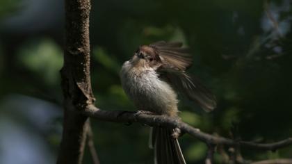Uzunkuyruklu baştankara
