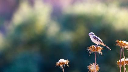 Maskeli örümcekkuşu