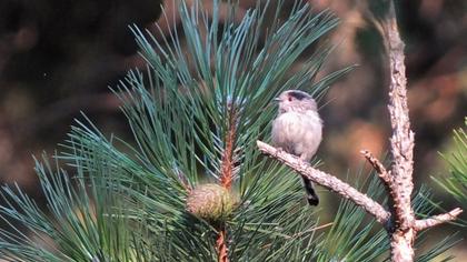 Uzunkuyruklu baştankara