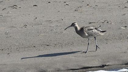 Sürmeli kervançulluğu