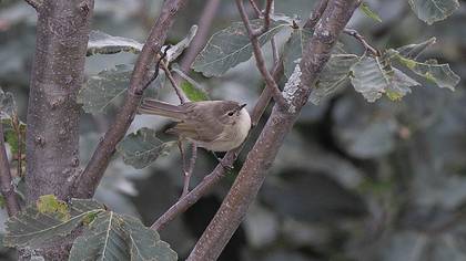 Mountain Chiffchaff