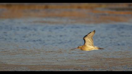 Kıyı çamurçulluğu