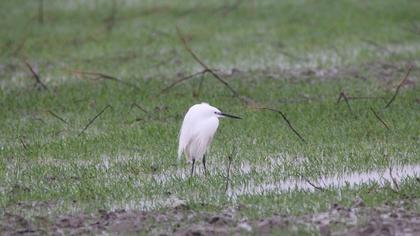 Küçük ak balıkçıl