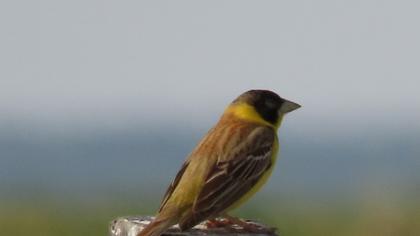 Karabaşlı kirazkuşu