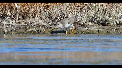 Terek düdükçünü