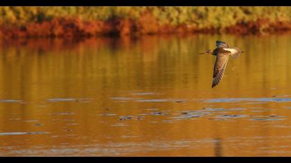 Kıyı çamurçulluğu