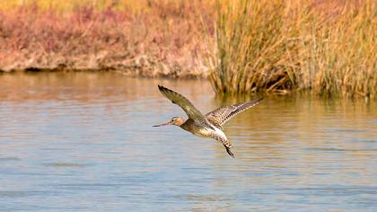 Kıyı çamurçulluğu