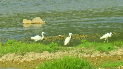 Küçük ak balıkçıl