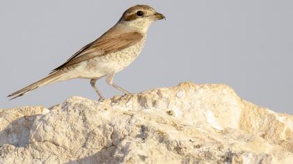 Kızılsırtlı örümcekkuşu