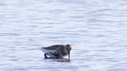 Karakarınlı kumkuşu