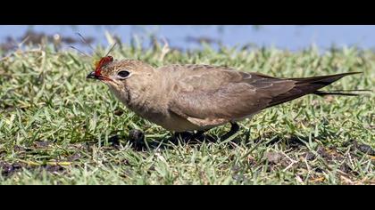 Bataklıkkırlangıcı