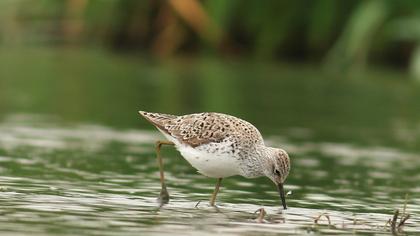 Bataklık düdükçünü