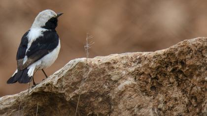 Aksırtlı kuyrukkakan