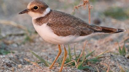 Halkalı küçük cılıbıt