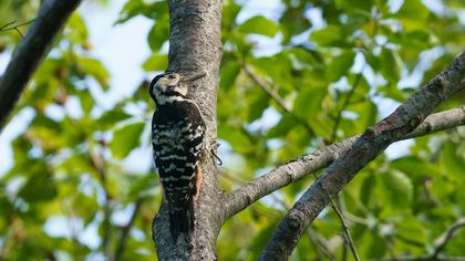 Aksırtlı ağaçkakan