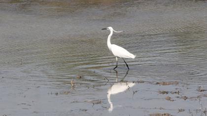 Küçük ak balıkçıl