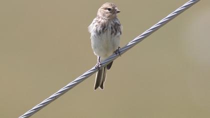 Sarıgagalı ketenkuşu