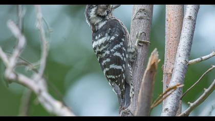 Küçük ağaçkakan