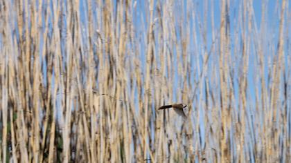 Bıyıklı baştankara