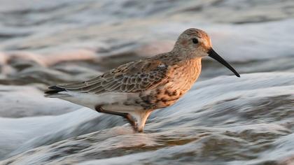 Karakarınlı kumkuşu