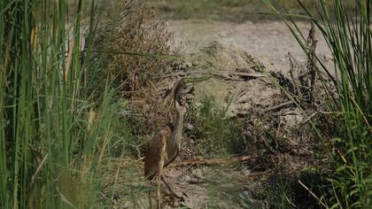 Erguvani balıkçıl