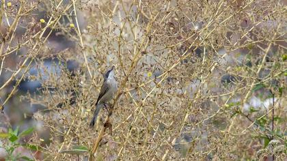 Küçük akgerdanlı ötleğen