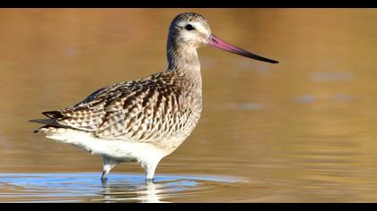 Kıyı çamurçulluğu