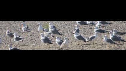 Van gölü martısı