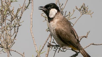 Akyanaklı arapbülbülü