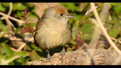 Karabaşlı ötleğen
