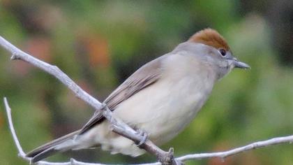 Karabaşlı ötleğen