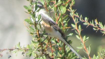 Maskeli örümcekkuşu