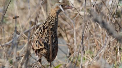 Bıldırcınkılavuzu