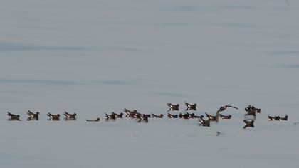 Fırtınakırlangıcı
