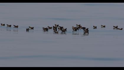 Fırtınakırlangıcı