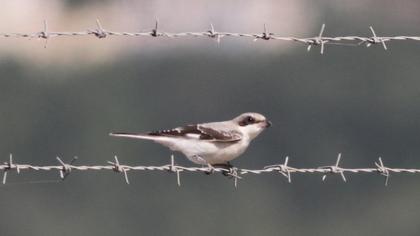 Karaalınlı örümcekkuşu