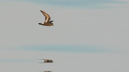 Fırtınakırlangıcı