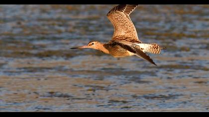 Kıyı çamurçulluğu