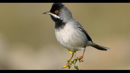 Karaboğazlı ötleğen