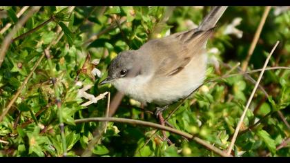 Küçük akgerdanlı ötleğen