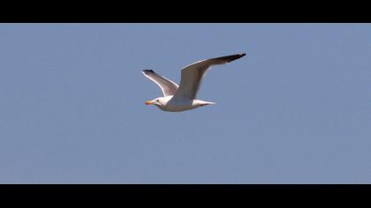 Van gölü martısı