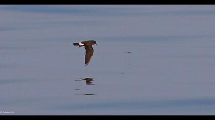 Fırtınakırlangıcı