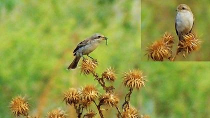 Kızılsırtlı örümcekkuşu