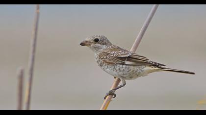 Kızılbaşlı örümcekkuşu
