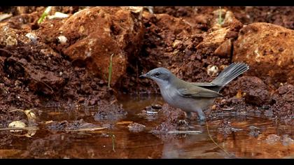 Küçük akgerdanlı ötleğen