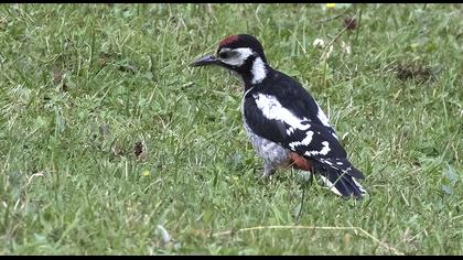 Orman alaca ağaçkakanı