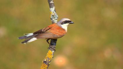 Kızılsırtlı örümcekkuşu