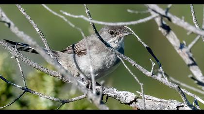 Karaboğazlı ötleğen